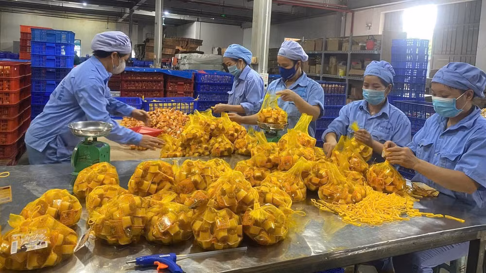 Công nhân Nhà máy Vietfoods (Khu công nghiệp Hapro, Hà Nội) đang đóng gói thạch sữa chua chuẩn bị xuất xưởng.