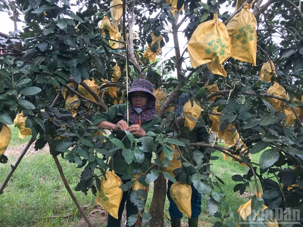 Người dân các xã trồng bưởi Phúc Trạch đang khẩn trương thực hiện các giải pháp bảo vệ cây trồng trước bão.