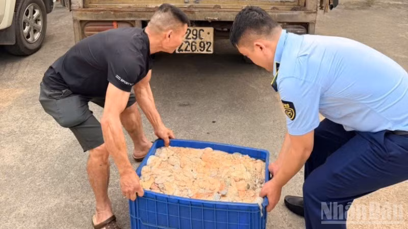 Lòng lợn bốc mùi hôi thối bị các lực lượng chức năng tỉnh Hưng Yên phát hiện.