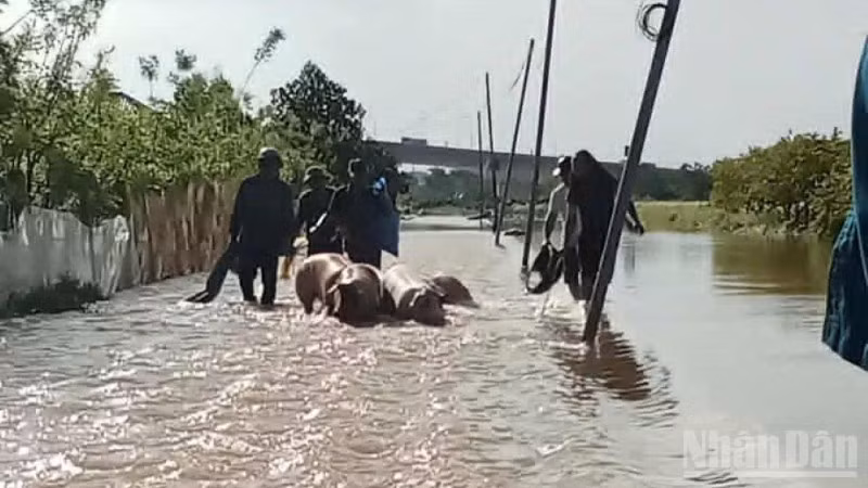 Người dân xã Tân Thuận (Hưng Yên) di chuyển gia súc từ ngoài bãi sông lên nơi cao ráo.