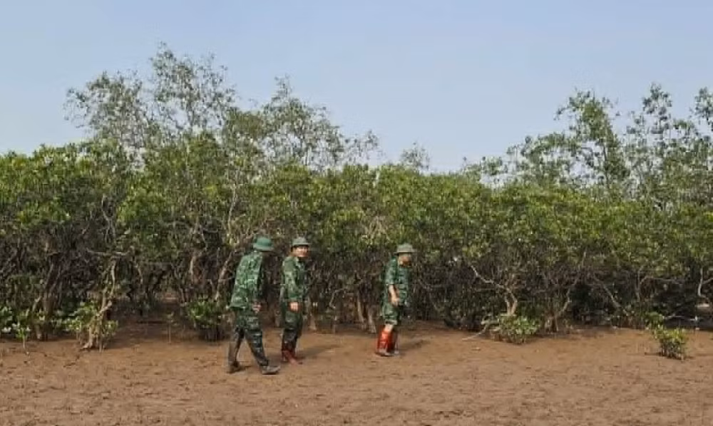 Các chiến sĩ bộ đội biên phòng chia thành nhiều mũi tìm kiếm trong rừng ngập mặn. (Ảnh: Bộ đội biên phòng cung cấp)