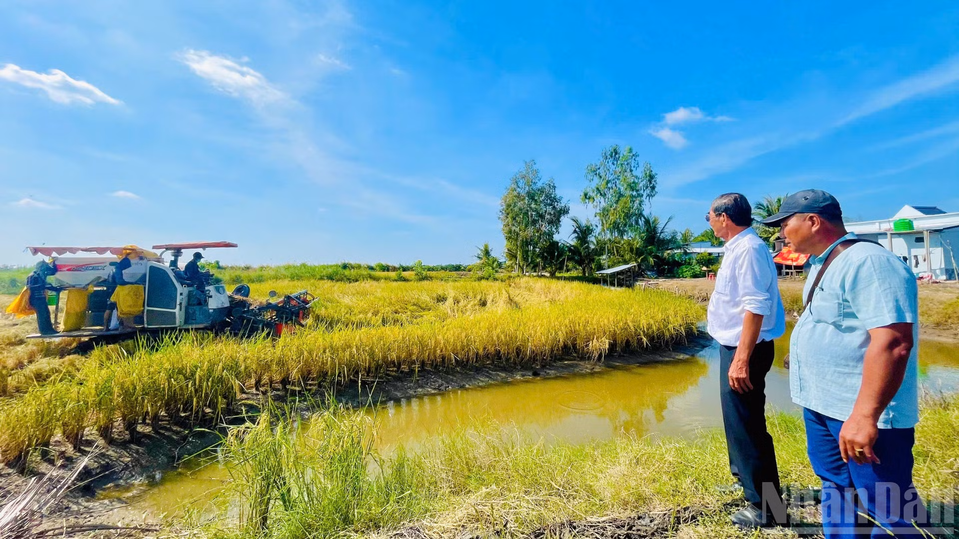 Anh hùng Lao động, kỹ sư Hồ Quang Cua, cha đẻ thương hiệu gạo Gạo ST25 và anh Trần Hoàng Giang, xã Đông Hòa, tỉnh An Giang giám sát quy trình thu hoạch lúa ST25.