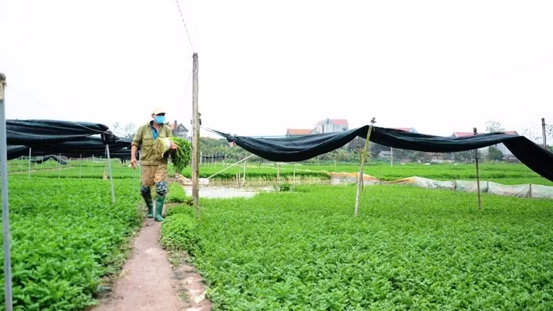 Hà Nội đang đẩy mạnh việc phát triển nguồn lương thực xanh trên toàn địa bàn thành phố