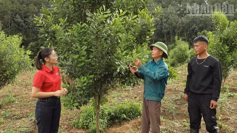 Nông dân bản Nà Sáy, xã Chiềng Sinh (tỉnh Điện Biên) chăm sóc cây mắc-ca. (Ảnh: LÊ LAN)
