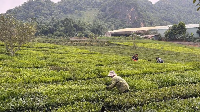 Nông dân tỉnh Sơn La thu hoạch chè. (Ảnh: Bảo Hân)