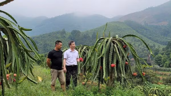Mô hình trồng thanh long của Hợp tác xã Nông nghiệp Thành Hưng, xã Lập Thạch, tỉnh Phú Thọ. (Ảnh: SƠN HÀ)