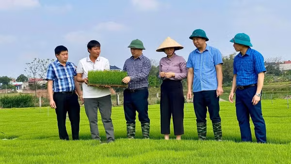 Lãnh đạo Hội Nông dân thành phố Bắc Ninh thăm mô hình gieo mạ của hội viên tại Hợp tác xã Ánh mặt trời xã Xuân Cẩm. (Ảnh: TH)