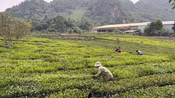 Nông dân tỉnh Sơn La thu hoạch chè. (Ảnh: Bảo Hân)