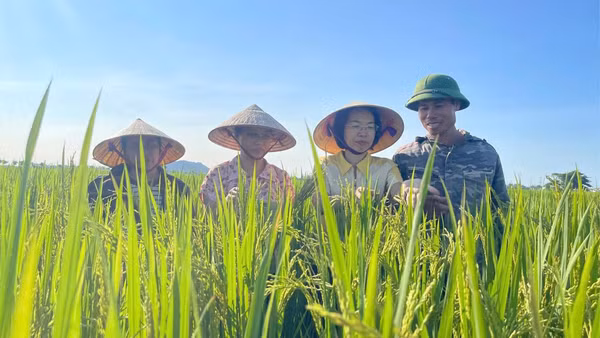 Cán bộ ở Thanh Hóa cùng nông dân theo dõi cây lúa canh tác theo mô hình giảm phát thải. (Ảnh: MAI LUẬN)