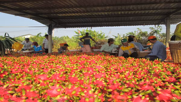 Xuất khẩu thanh long dự báo tăng trưởng mạnh dịp cuối năm. (Ảnh: MINH ANH)