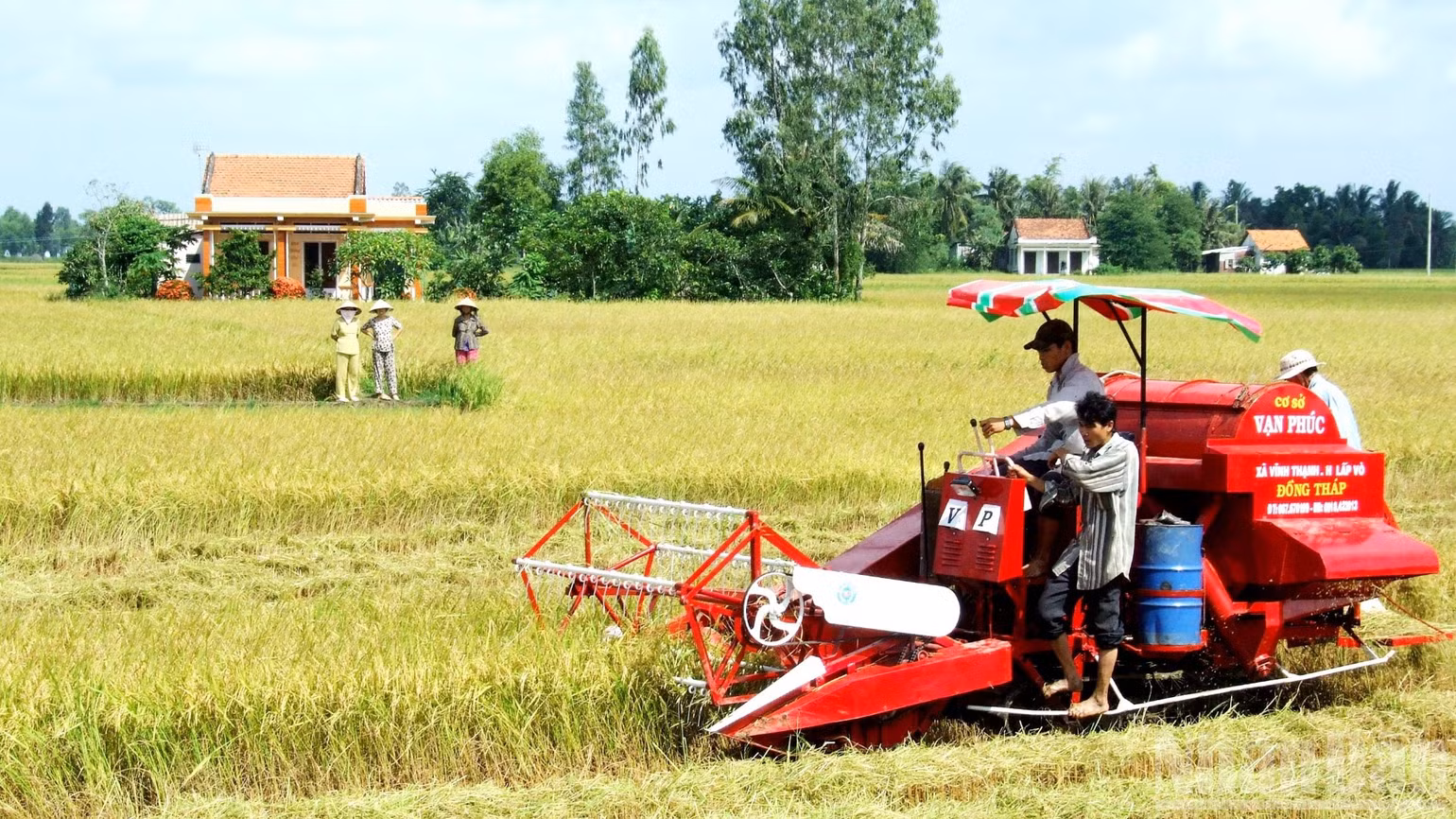 ndo_br_nong-dan-long-an-thu-hoach-lua-bang-may-thay-suc-lao-dong-thu-cong-2914.jpg