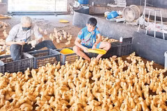 Mô hình chăn nuôi vịt Bơ Grimaud theo hướng an toàn sinh học ở xã Kim Thành.