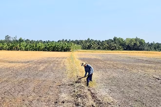 Một cánh đồng khô cằn do ảnh hưởng của xâm nhập mặn. (Ảnh: Nguyễn Sự)