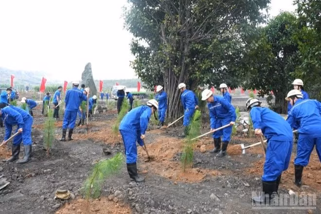 Cán bộ, công nhân, đoàn viên thanh niên TKV trồng 90 cây Giáng hương, loại cây thân gỗ quý, tạo cảnh quan, bóng mát lâu dài và trồng hơn 2.000 cây thông Caribe, loài cây có sức sống bền bỉ, phù hợp với thổ nhưỡng vùng mỏ.