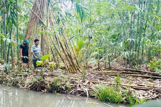 Một góc dự án trồng và phát triển cây tre.
