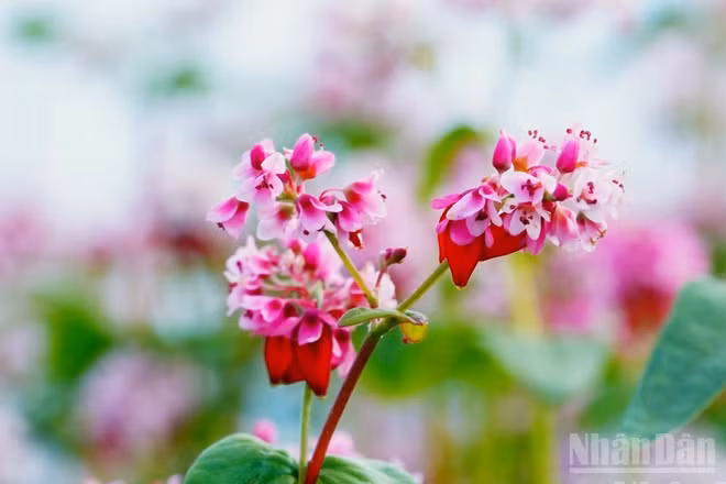 Lễ hội hoa tam giác mạch lần thứ 12 sẽ diễn ra vào cuối tháng 10/2026. (Ảnh: KHÁNH TOÀN)