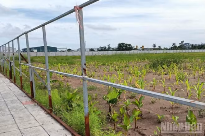 Một đoạn tường rào bao quanh Cụm công nghiệp Vũ Hội (tỉnh Hưng Yên) bị các đối tượng trên địa bàn phá hỏng hồi tháng 6/2025.