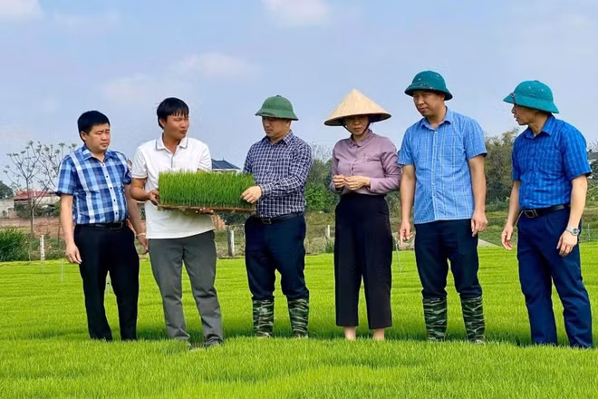Lãnh đạo Hội Nông dân thành phố Bắc Ninh thăm mô hình gieo mạ của hội viên tại Hợp tác xã Ánh mặt trời xã Xuân Cẩm. (Ảnh: TH)