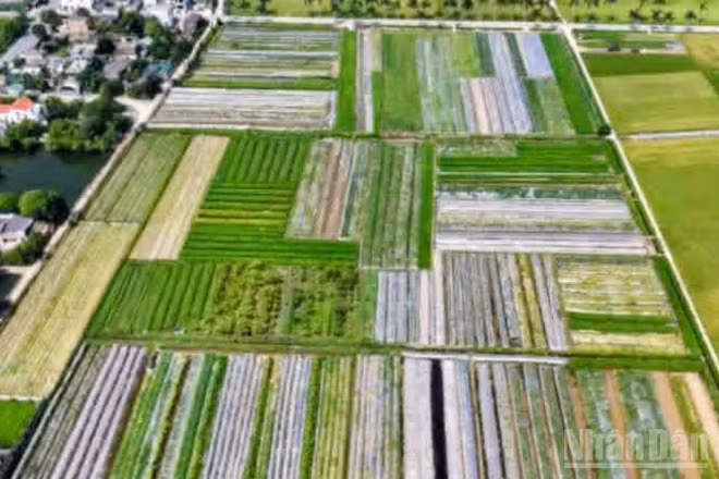 Hợp tác xã nam dược Hoàng Lương (tỉnh Hưng Yên) đã phát triển được hơn 70ha vùng trồng cây dược liệu.