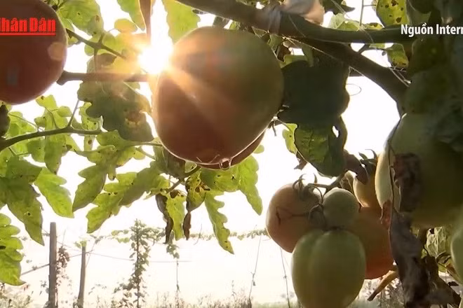 [Video] Phát triển nông nghiệp xanh, giảm phát thải, nâng cao sức cạnh tranh