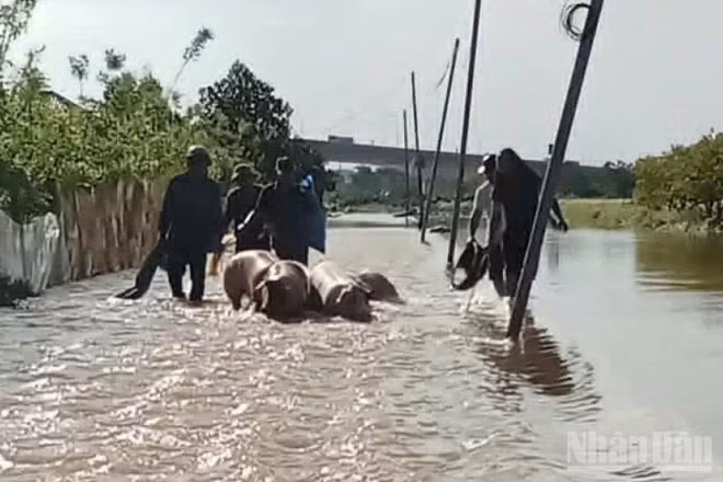 Người dân xã Tân Thuận (Hưng Yên) di chuyển gia súc từ ngoài bãi sông lên nơi cao ráo.