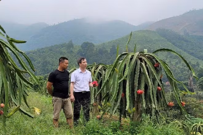 Mô hình trồng thanh long của Hợp tác xã Nông nghiệp Thành Hưng, xã Lập Thạch, tỉnh Phú Thọ. (Ảnh: SƠN HÀ)