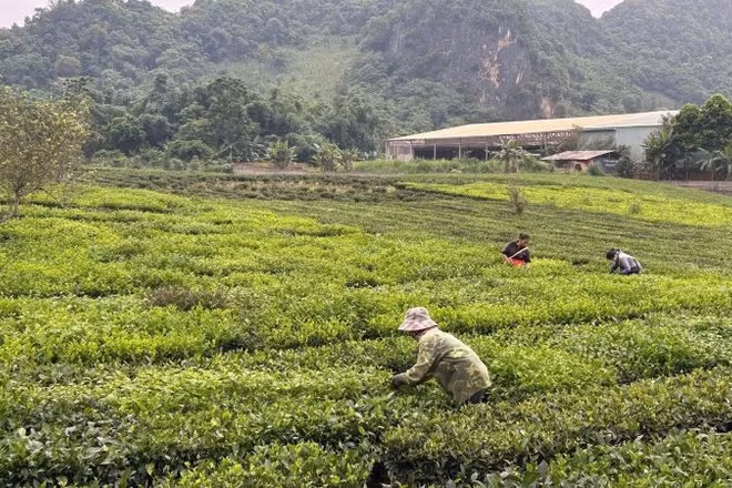 Nông dân tỉnh Sơn La thu hoạch chè. (Ảnh: Bảo Hân)