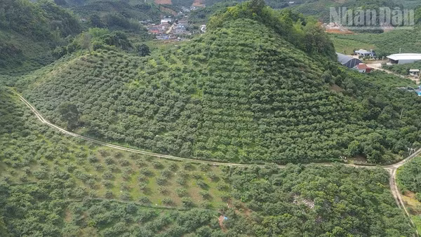 Hiện tỉnh Sơn La có 58 hợp tác xã nông nghiệp có mã số vùng trồng phục vụ xuất khẩu.