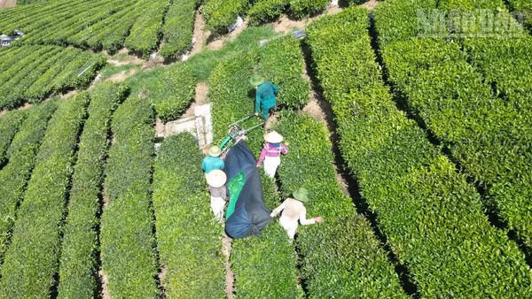 Nhiều hộ dân trồng chè phản ánh, do giá chè thu mua của Vinatea Mộc Châu thấp nên các hộ phải đổi công cắt chè cho nhau để giảm chi phí.