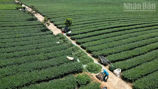Ngày 28/5/2026, Báo Nhân Dân có bài viết “Nhiều dấu hiệu bất thường trong quản lý đất đai tại Vinatea Mộc Châu”.