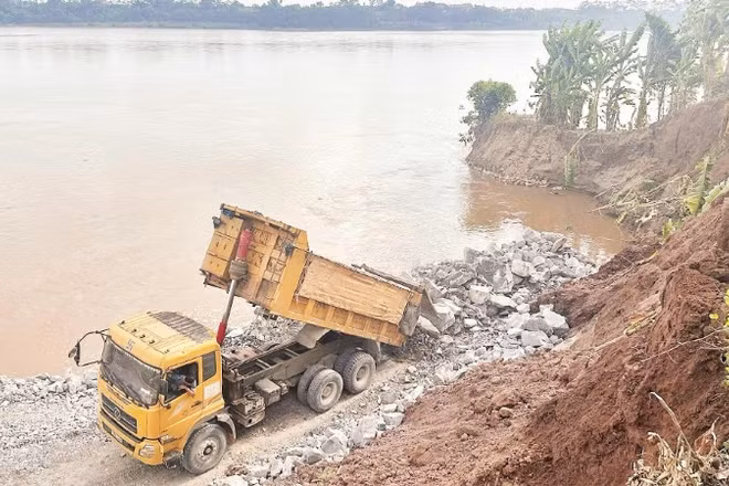 Gia cố bờ sông Thao qua xã Tam Nông, tỉnh Phú Thọ bị sạt lở nghiêm trọng. (Ảnh: NGỌC LONG)
