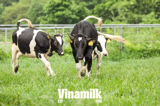 Bò sữa tại trang trại Vinamilk được tự do lựa chọn việc ra đồng cỏ, sân chơi hoặc trở về chuồng, nơi được trang bị hệ thống bảo đảm nhiệt độ tối ưu vận hành hoàn toàn tự động, nệm nằm êm như khách sạn để nghỉ ngơi…