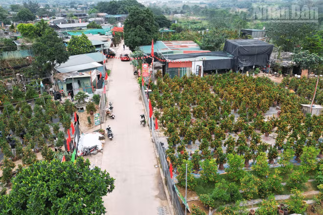Hà Nội: Đào, quất tại nhà vườn vào vụ Tết vẫn giữ mức giá ổn định