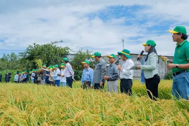 Đoàn lãnh đạo Bộ Nông nghiệp, Lâm nghiệp và Thủy sản Campuchia cùng các đơn vị chuyên môn ngành lúa gạo, cán bộ nông nghiệp và nông dân Campuchia đến tham quan mô hình “Hành trình xanh-Đất khỏe, cây trồng khỏe” tại hợp tác xã Phú Nông Xanh, xã Vĩnh Điều, tỉnh An Giang. (Ảnh: BFC)